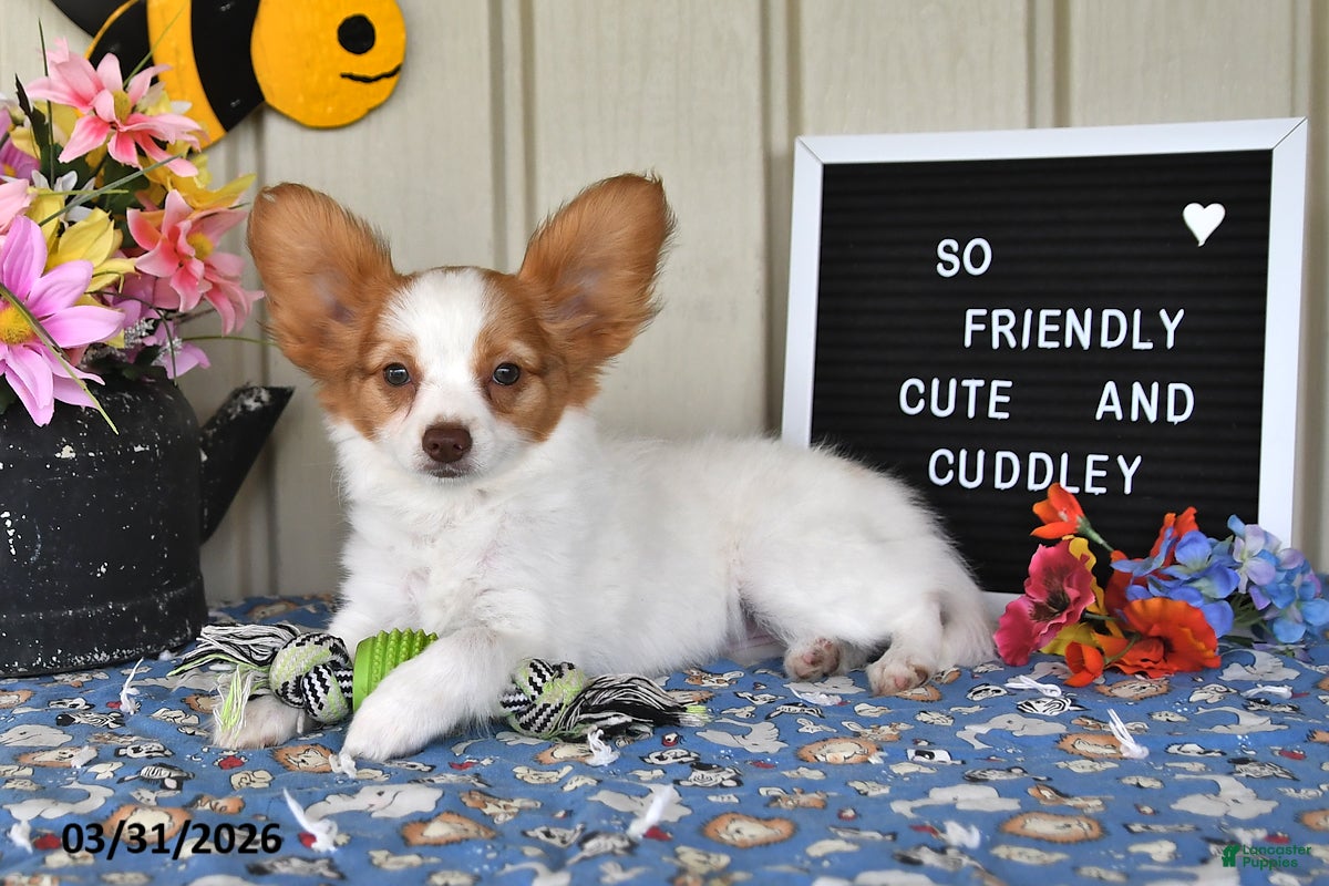 Papillon dogs Bonita - Ad 2