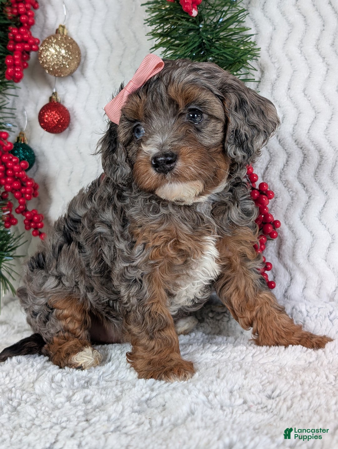 Cavapoo dogs for sale: Abby  - Ad 6