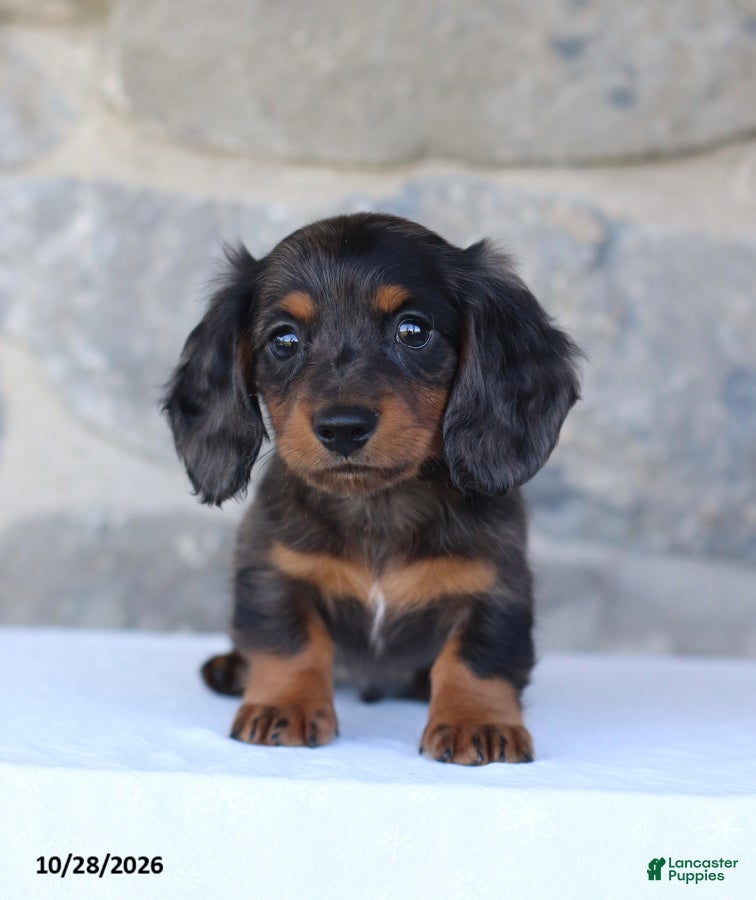 Dachshund dogs for sale: Evan - Ad 1