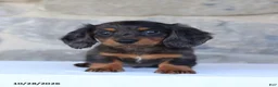 Dachshund dogs for sale: Evan - Ad 1