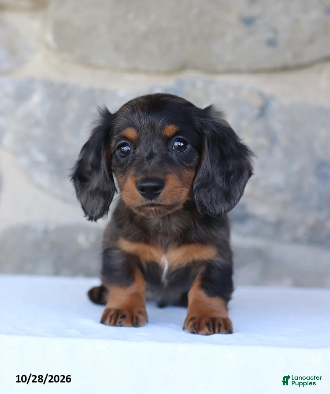 Dachshund dogs for sale: Evan - Ad 1