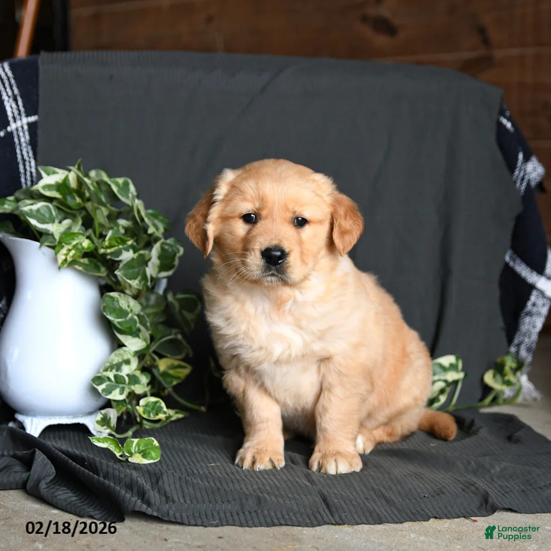 Golden Retriever dogs for sale: Ritz   - Ad 3