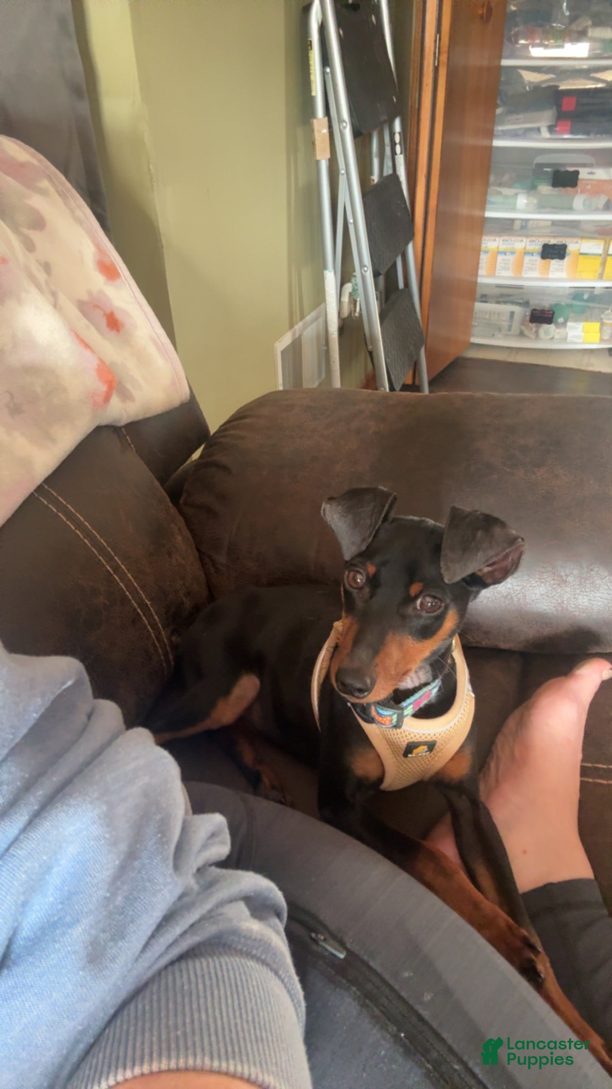 Miniature Pinscher dogs Miniature Pinscher Puppy 1 - Ad 10