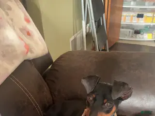 Miniature Pinscher dogs Miniature Pinscher Puppy 1 - Ad 22