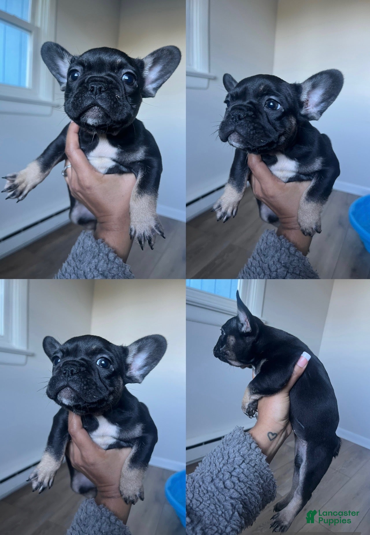 French Bulldog dogs Luna - Ad 21