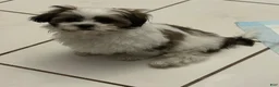 Shih Tzu dogs for sale: Shih Tzu 1 - Ad 11