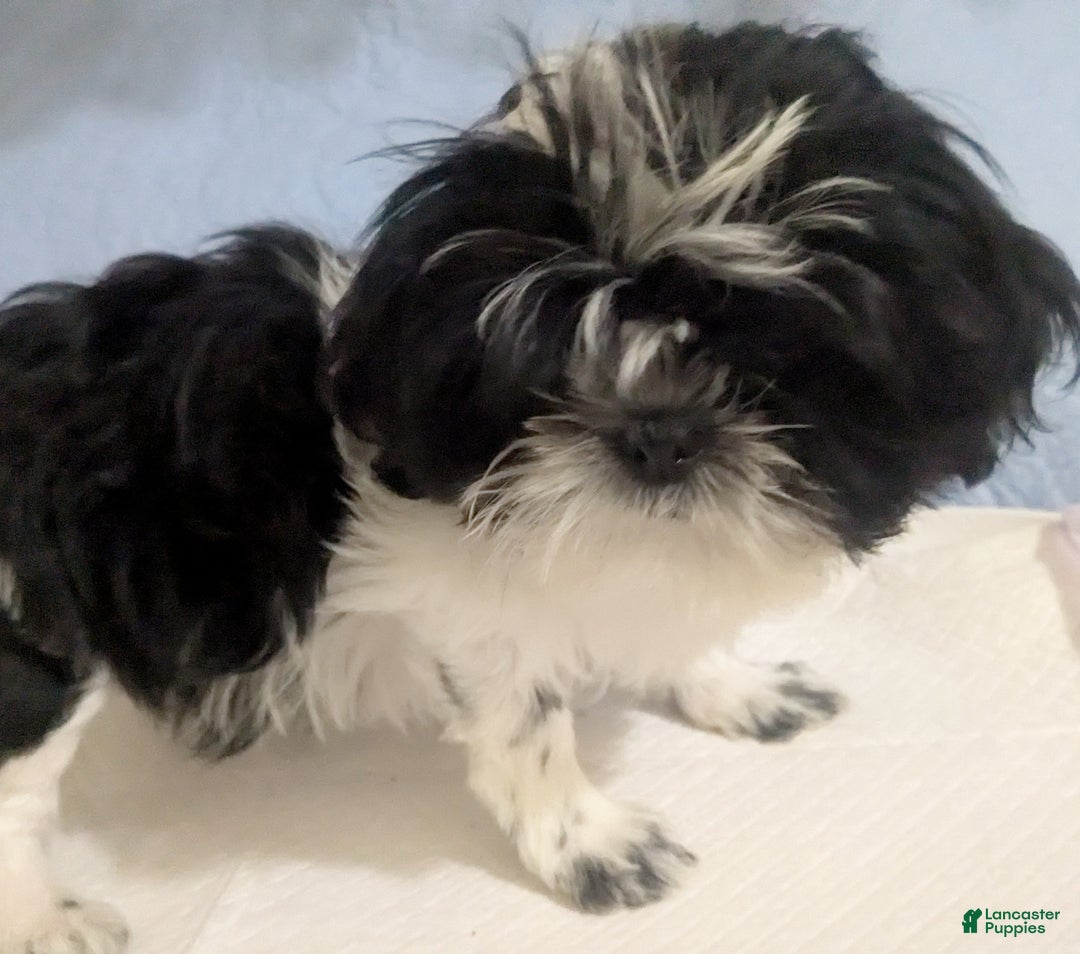 Shih Tzu dogs for sale: Imperial Shih Tzu  Wenda Green Collar  - Ad 5
