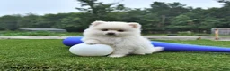 Pomeranian dogs for sale: Landon - Ad 3
