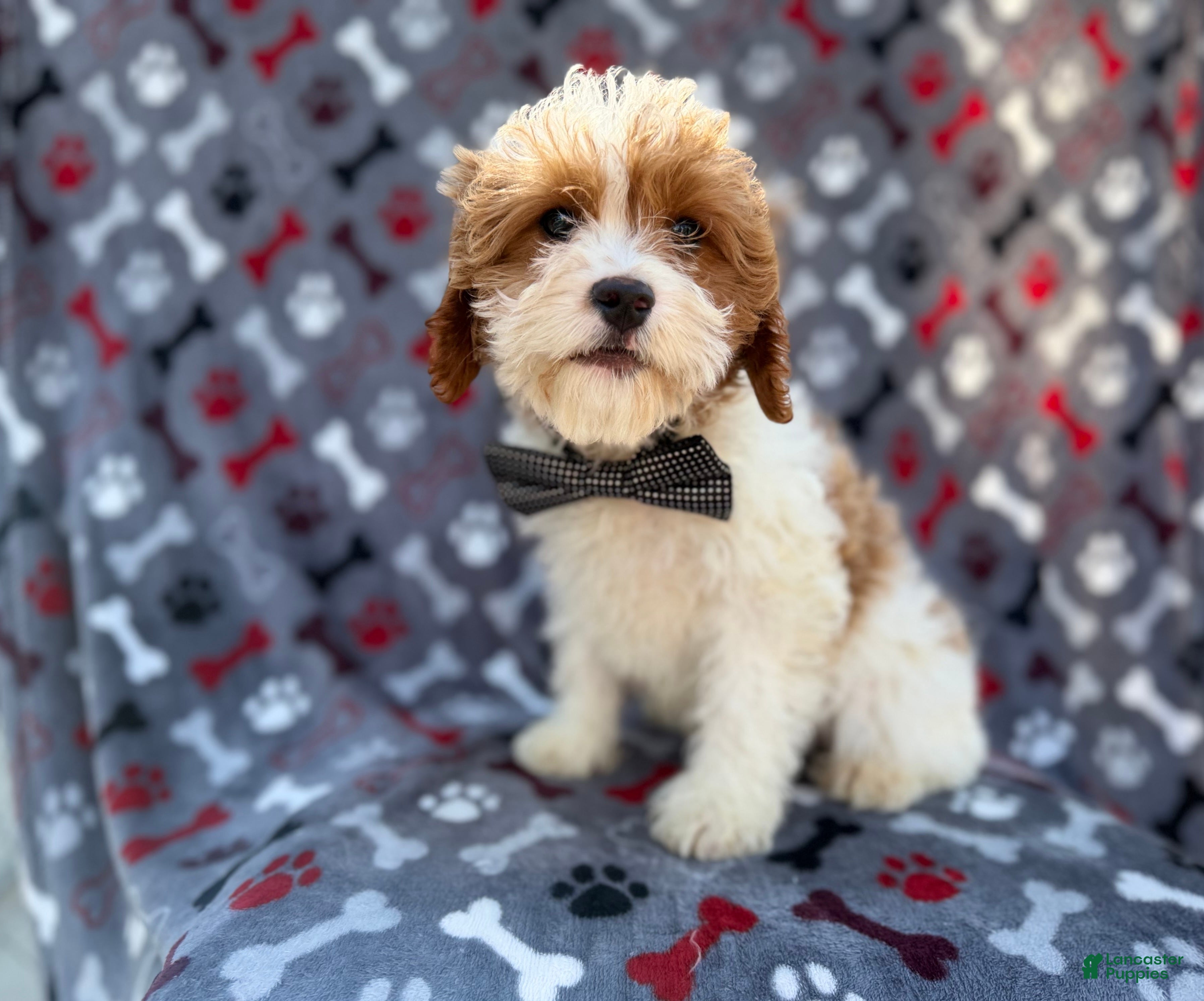 Cavapoo dogs Twix - Ad 36