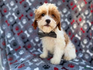 Cavapoo dogs Twix - Ad 36