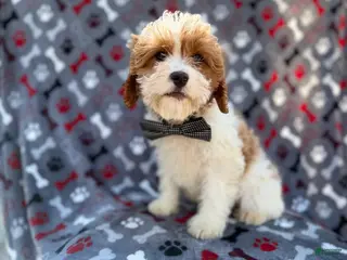 Cavapoo dogs Twix - Ad 5
