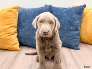Labrador Retriever dogs - Ad 23