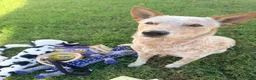 Australian Cattle Dog dogs for sale: Australian cattle dog 6 - Ad 7