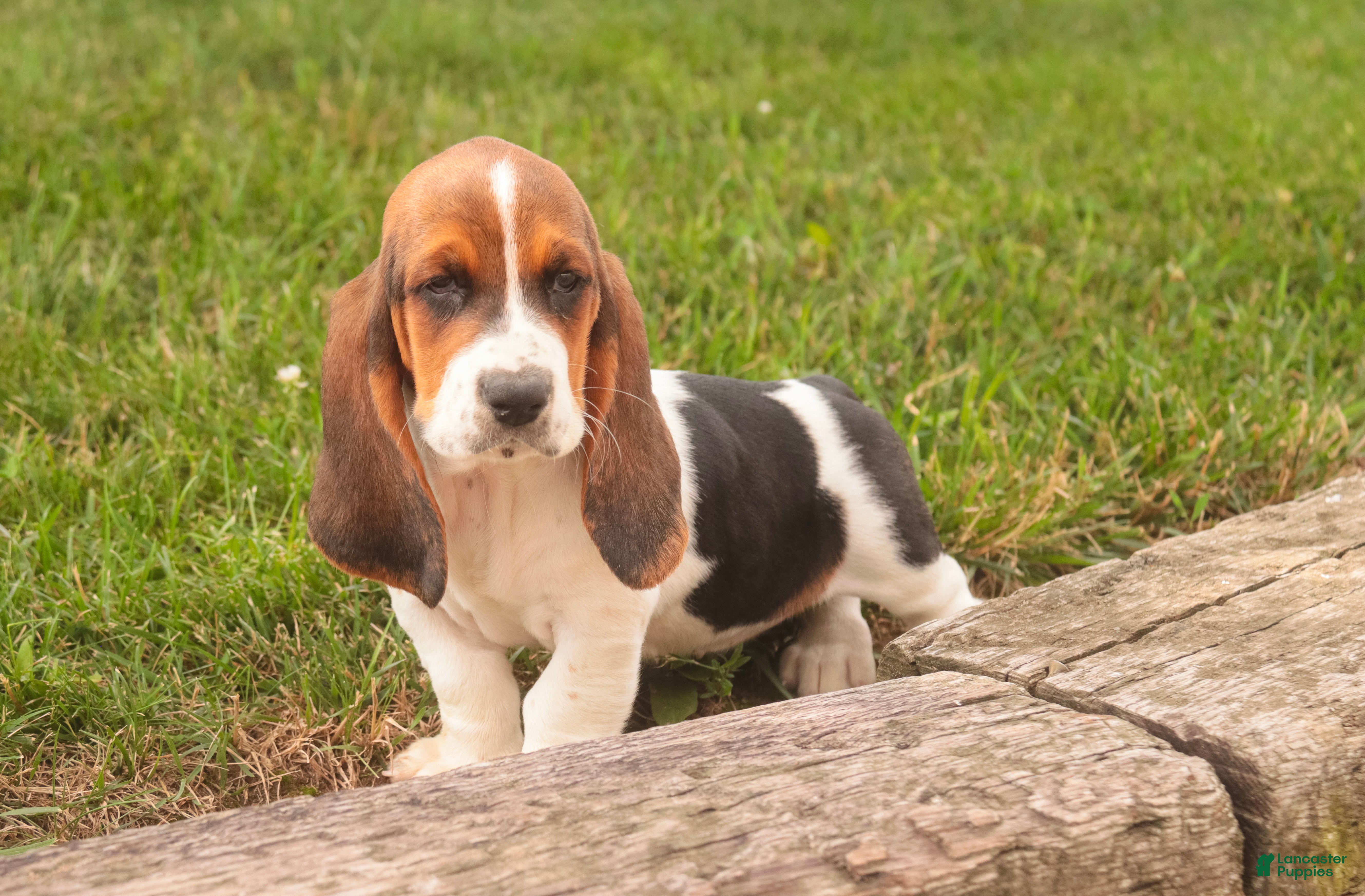 Basset Hound dogs Marlowe - Ad 1