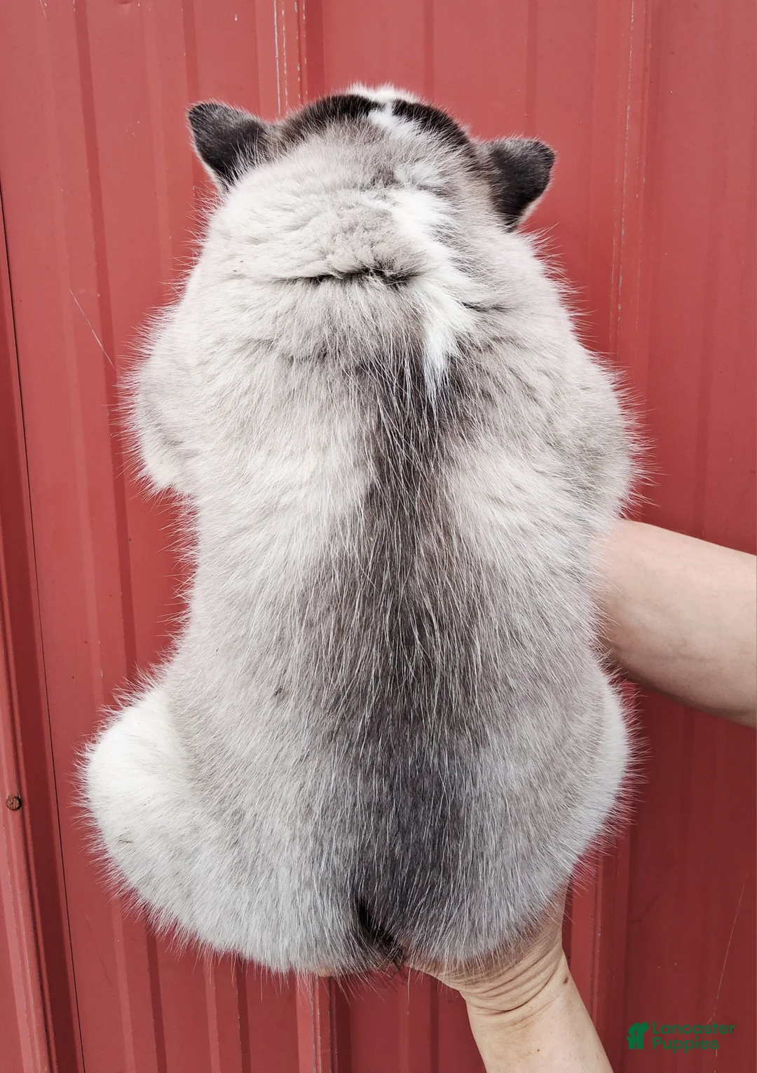 Siberian Husky dogs for sale: Trigger - Ad 4