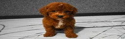Miniature Poodle dogs for sale:  Lenny🐾 - Ad 9