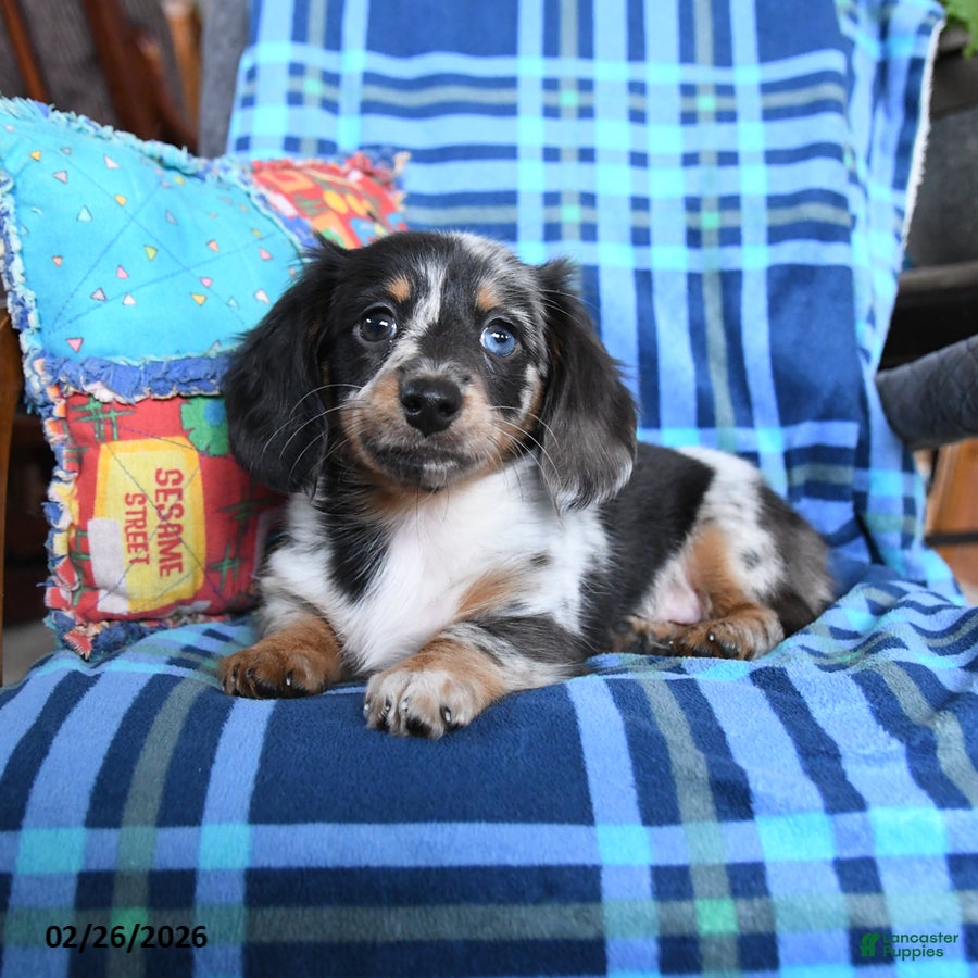Miniature Dachshund dogs Lilly - Ad 2