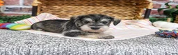 Miniature Schnauzer dogs for sale: Esme - Ad 4