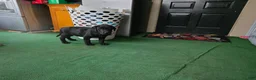 Labrador Retriever dogs for sale: Labrador Retriever Puppy 4 - Ad 3