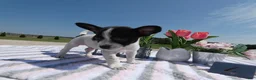 Chihuahua dogs for sale: Chihuahua 4 Score - Ad 3