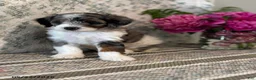 Mini Sheepadoodle dogs for sale: Kobi - Ad 9
