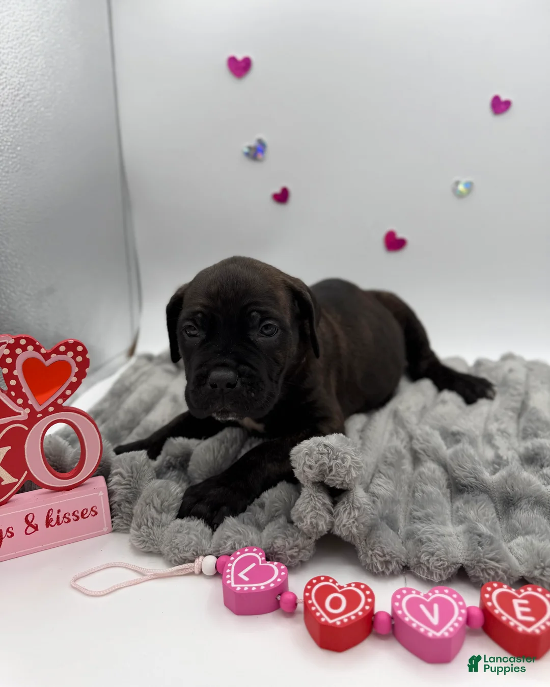 Cane Corso dogs for sale: Cane Corso Puppy 8 - Ad 8