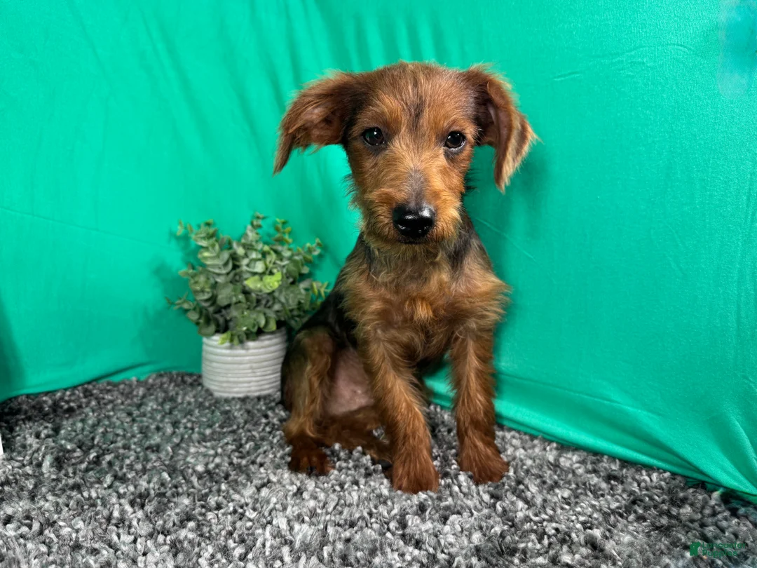 Yorkiepoo dogs for sale: Yorkiepoo 1 - Ad 2