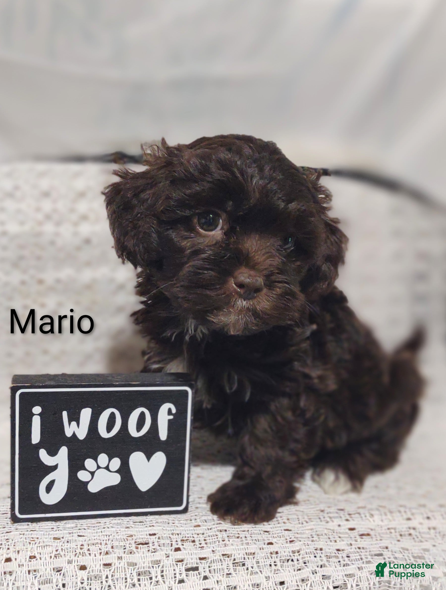 Shihpoo dogs Shihpoo Puppy 3 Mario - Ad 2