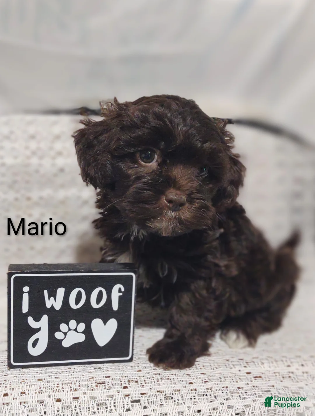 Shihpoo dogs for sale: Shihpoo Puppy 3 Mario - Ad 2