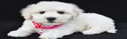 Maltipoo dogs for sale: Tessa - Ad 1