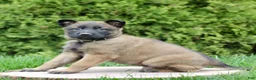 Belgian Malinois dogs for sale: Sarge  - Ad 3