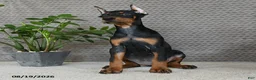 Doberman Pinscher dogs for sale: Willow - Ad 2
