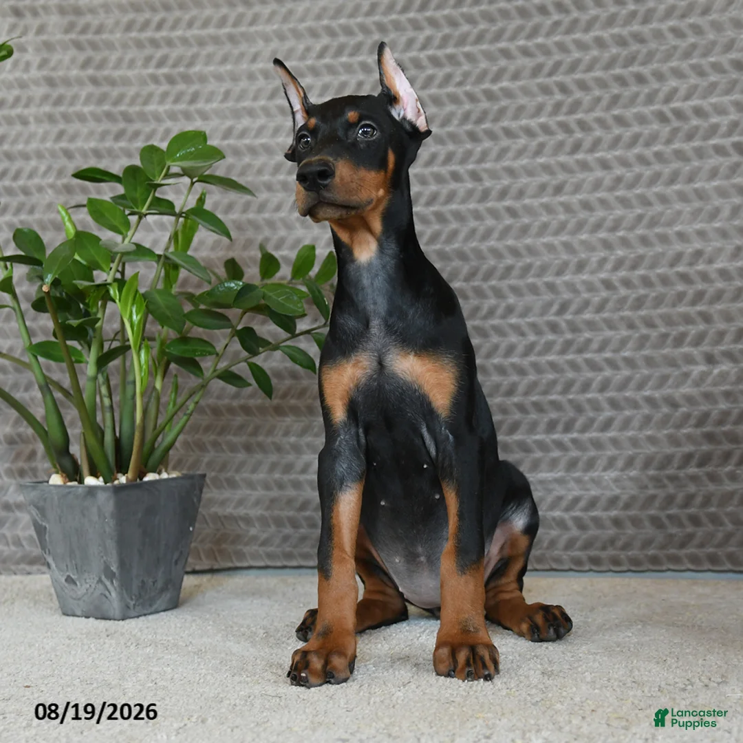 Doberman Pinscher dogs for sale: Willow - Ad 2