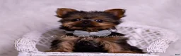 Yorkshire Terrier dogs for sale: Teacup Ruppie - Ad 3