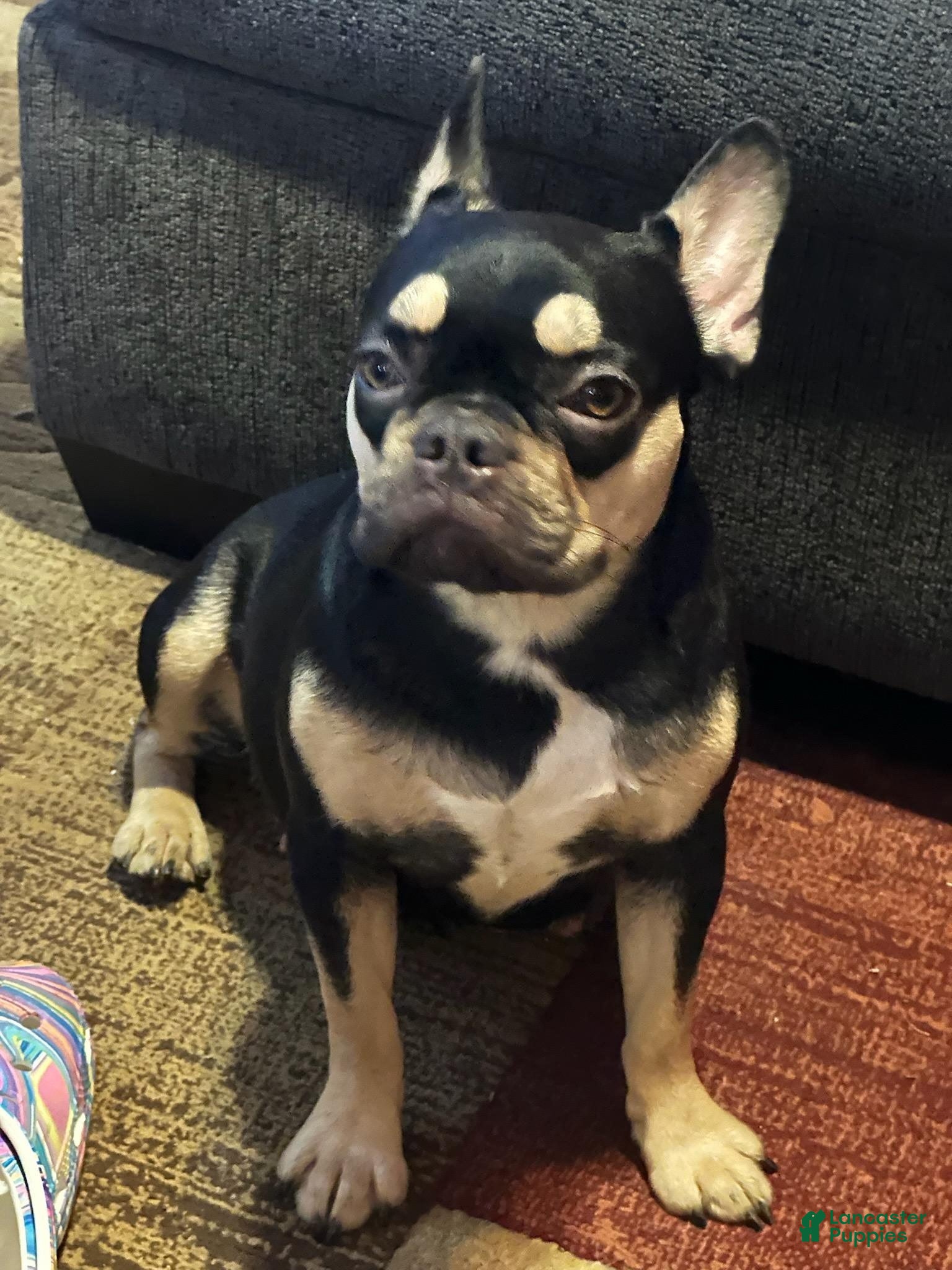French Bulldog dogs Ava - Ad 2