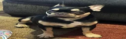 French Bulldog dogs for sale: Saint - Ad 3