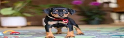 Miniature Pinscher dogs for sale: Sammy - Ad 7