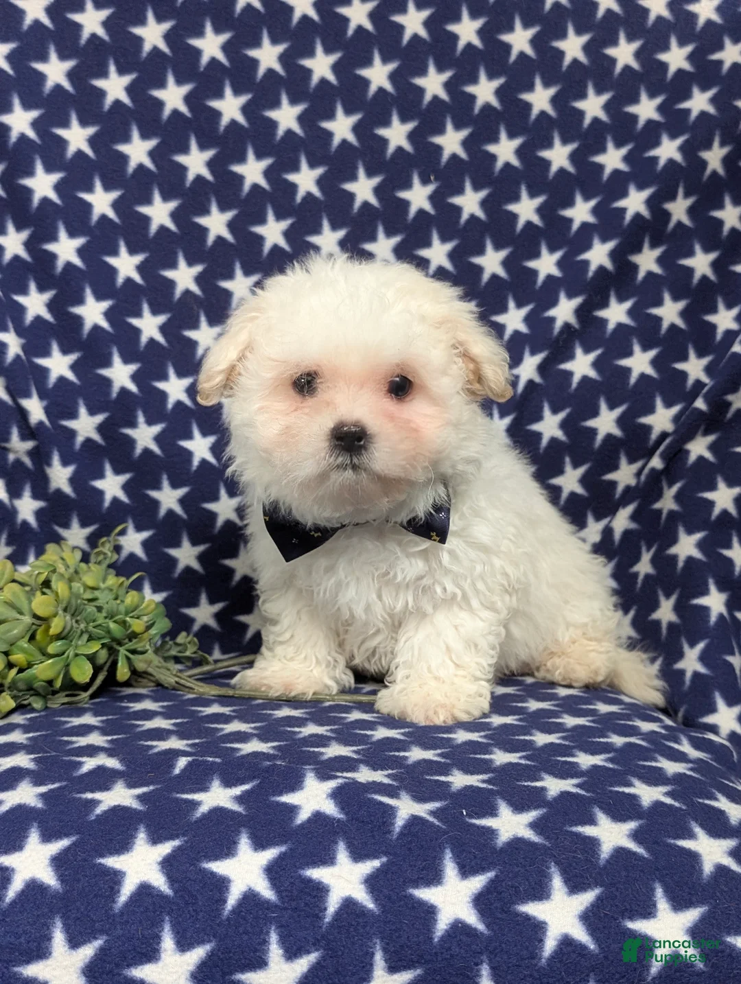 Bichon Frise dogs for sale: Body - Ad 6