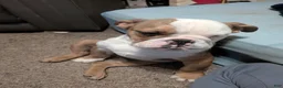 English Bulldog dogs for sale: English Bulldog 2 sandy - Ad 12