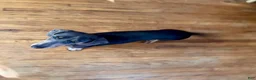 Dachshund dogs for sale: Zipper - Ad 3