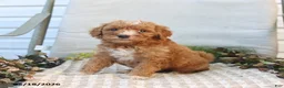 Mini Goldendoodle dogs for sale: Maddie - Ad 3