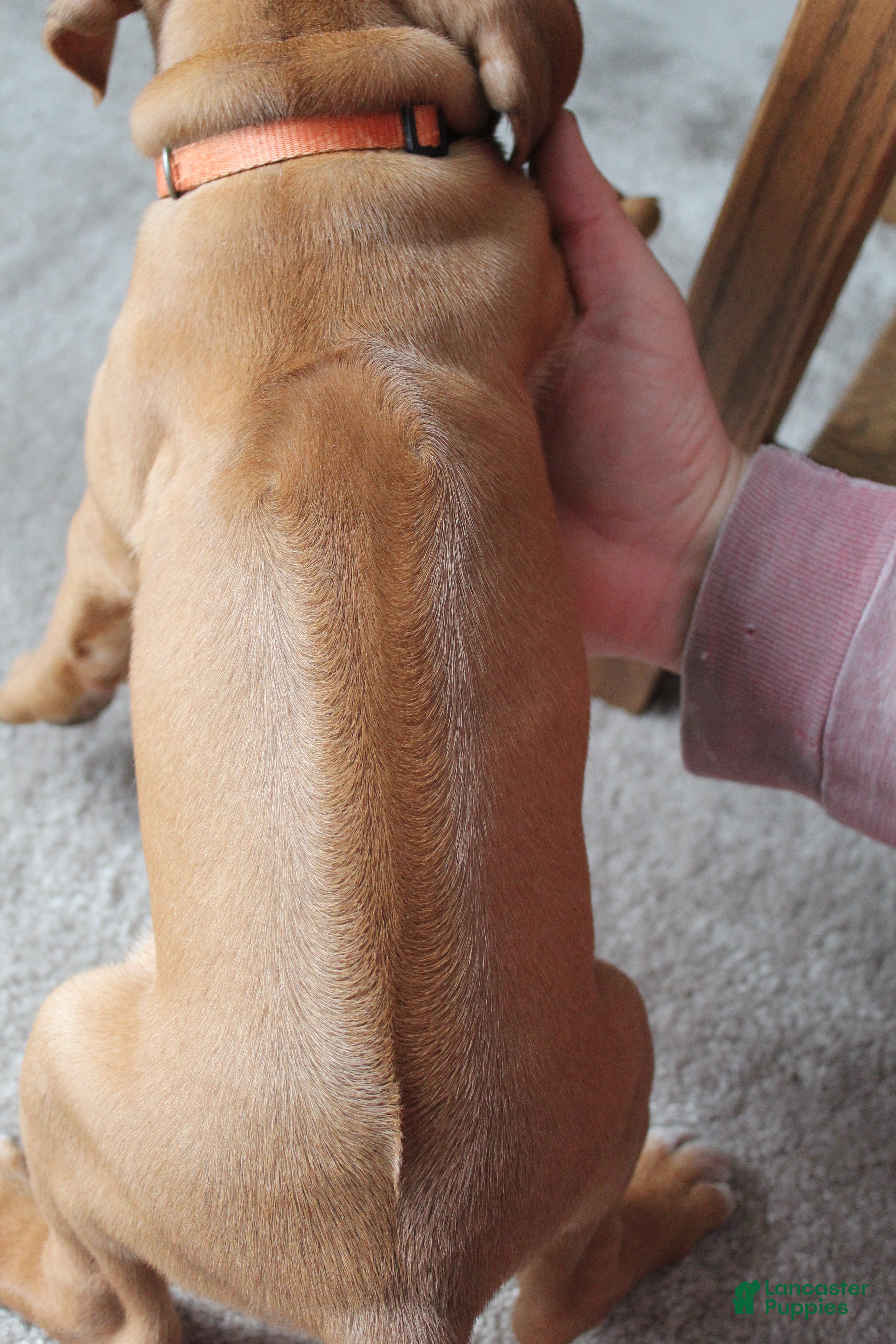 Rhodesian Ridgeback dogs Kasper - Ad 2