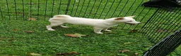 Shiba Inu dogs for sale: Reduced  - Ad 9