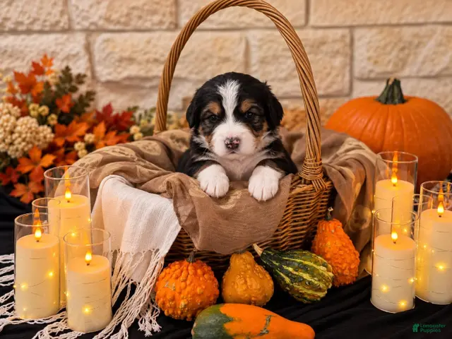 Bernedoodle dogs for sale: Clover - Ad 1