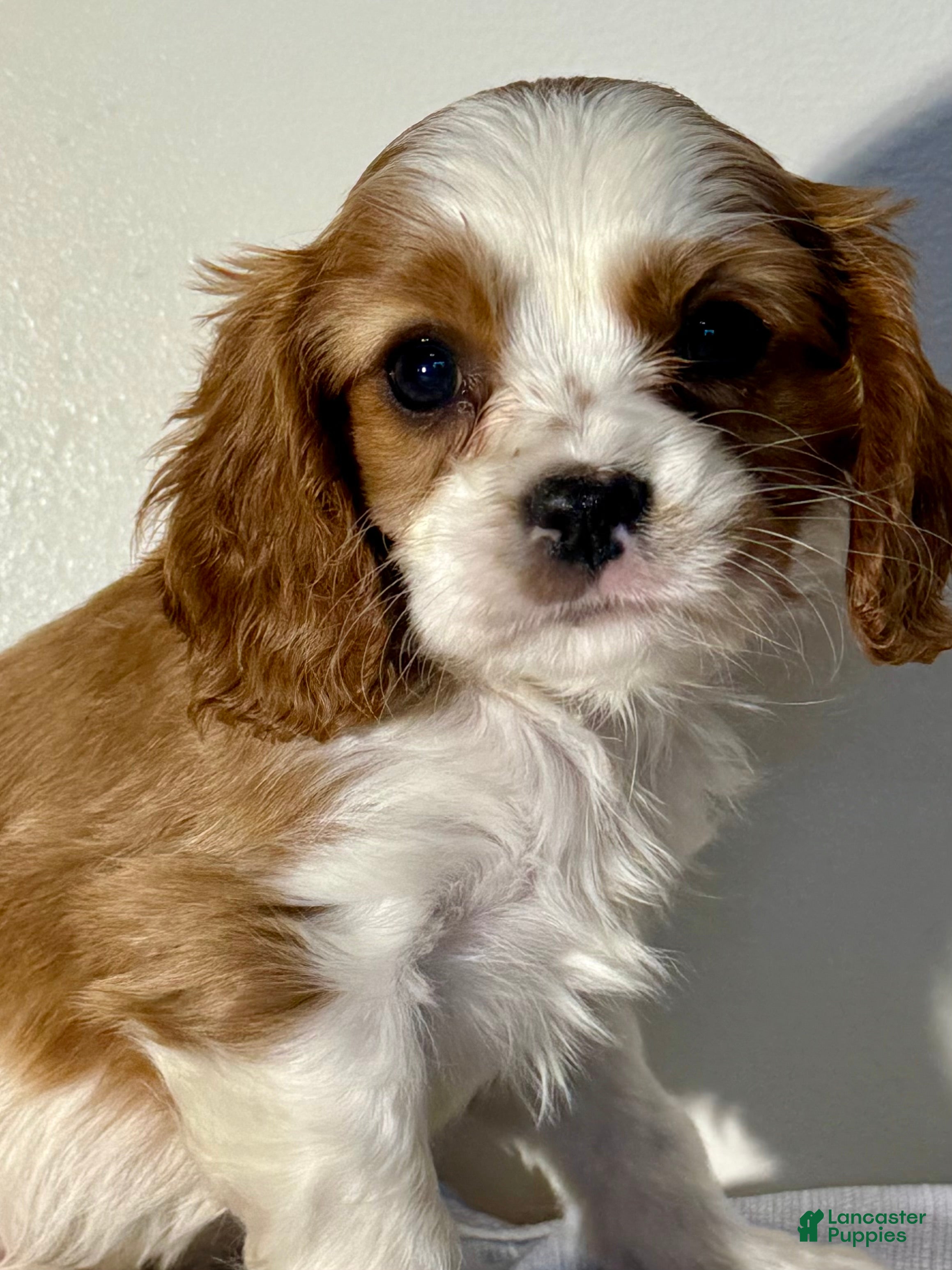 Cavalier King Charles Spaniel dogs Cuddles Cavalier King Charles Spaniel  - Ad 1