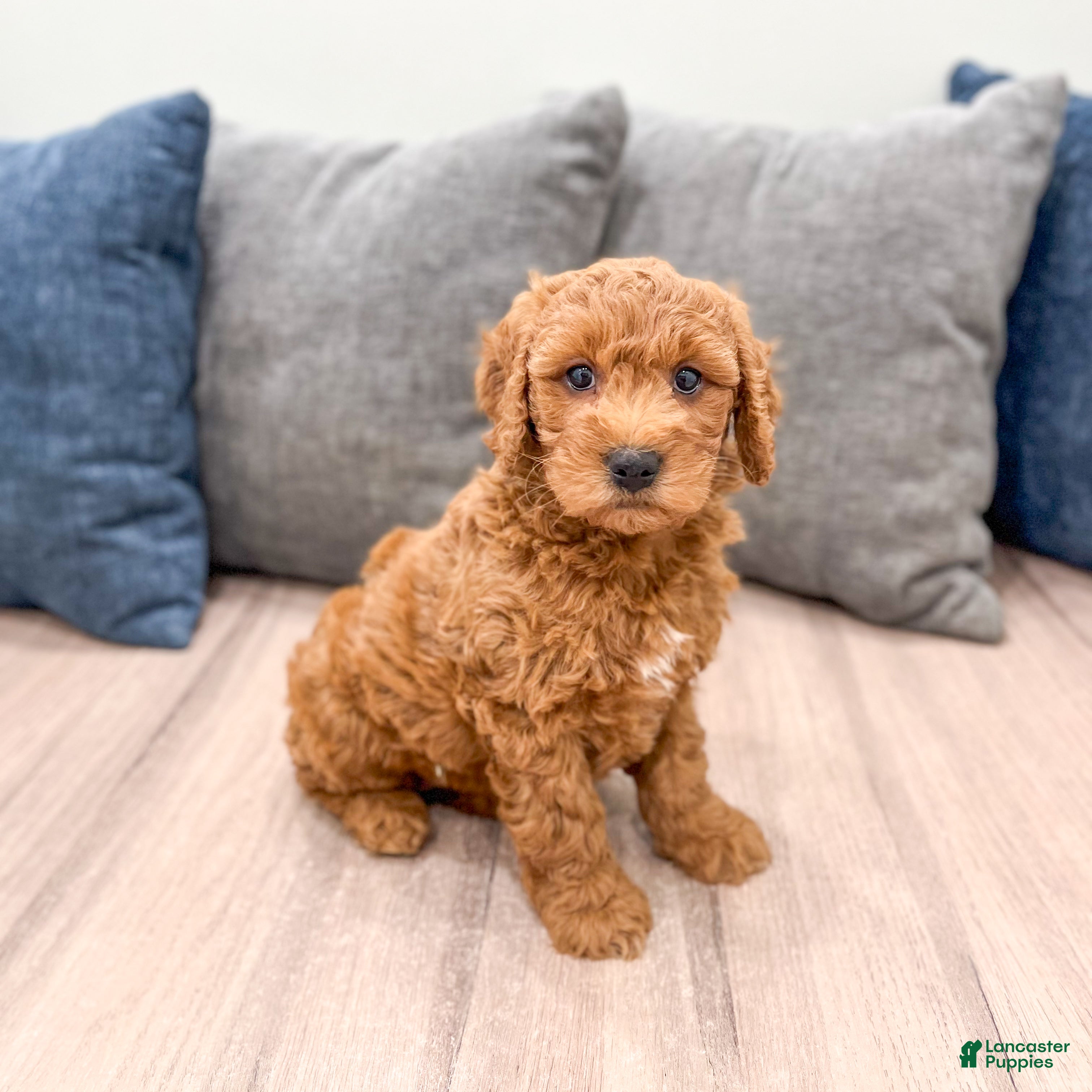 Mini Goldendoodle dogs Isabella - Ad 1