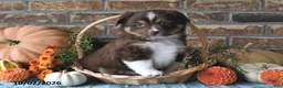 Miniature Australian Shepherd dogs for sale: Henry - Ad 5