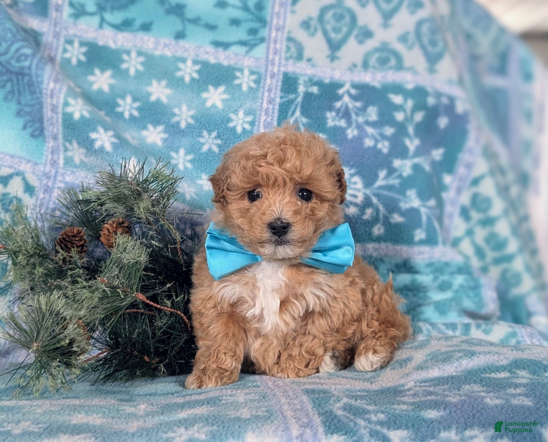 Havapoo dogs for sale: Blaine Ready for Christmas! - Ad 5