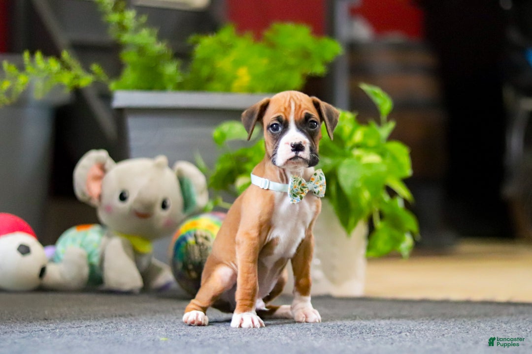 Boxer dogs for sale: Maxl - Ad 4