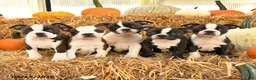 Boston Terrier dogs for sale: Ralph - Ad 5